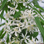 Clematis wit groenblijvend